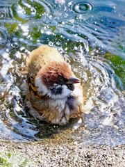 雀ちゃんの水浴び　チャプチャプ ♪  ③