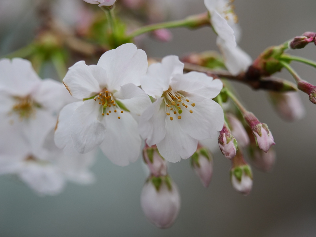近所の散歩　桜　スナップ写真　Ⅳ