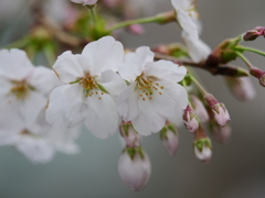 近所の散歩　桜　スナップ写真　Ⅳ