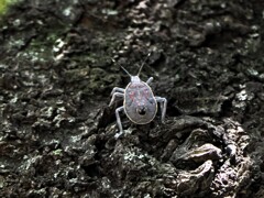この子はだあれ？背中のお尻側にも顔があるような？