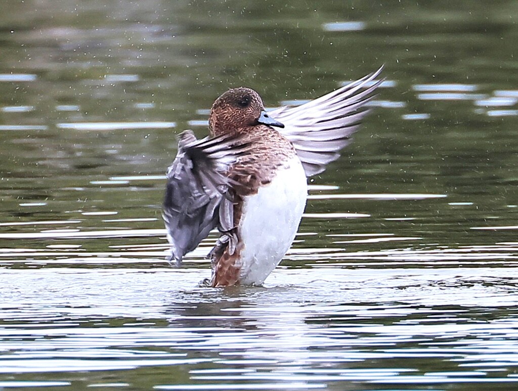 アメリカヒドリちゃん、まるで応援団のよう。ドジャーズを応援しています。