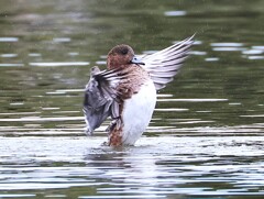 アメリカヒドリちゃん、まるで応援団のよう。ドジャーズを応援しています。
