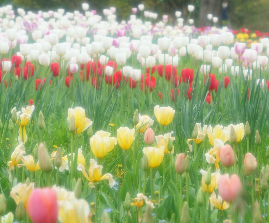 チューリップのお花畑