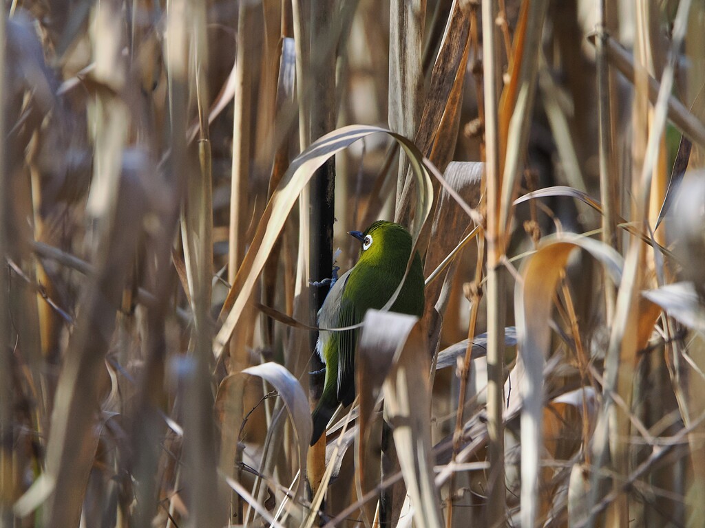 もういいかい？　まーだだよ！　　　　　メジロちゃんのかくれんぼ　1/2
