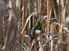 もういいかい？　まーだだよ！　　　　　メジロちゃんのかくれんぼ　1/2