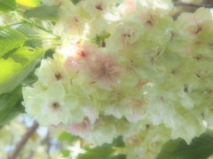 初めて見た御衣黄桜（ギョイコウザクラ）