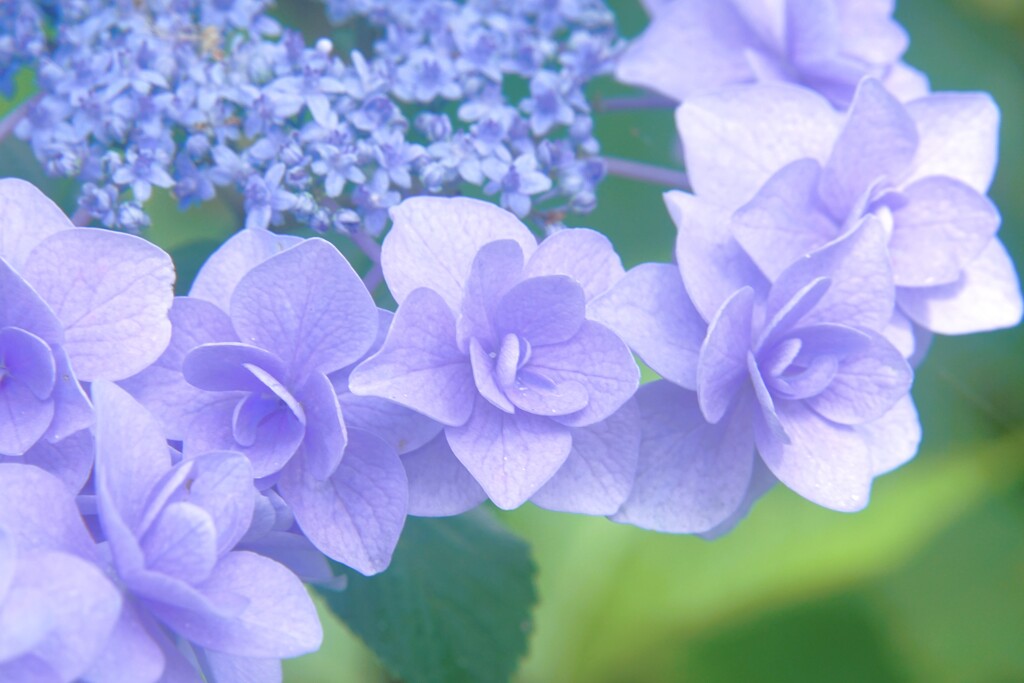 紫陽花Ⅱ　（二子玉川公園より）
