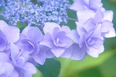 紫陽花Ⅱ　（二子玉川公園より）