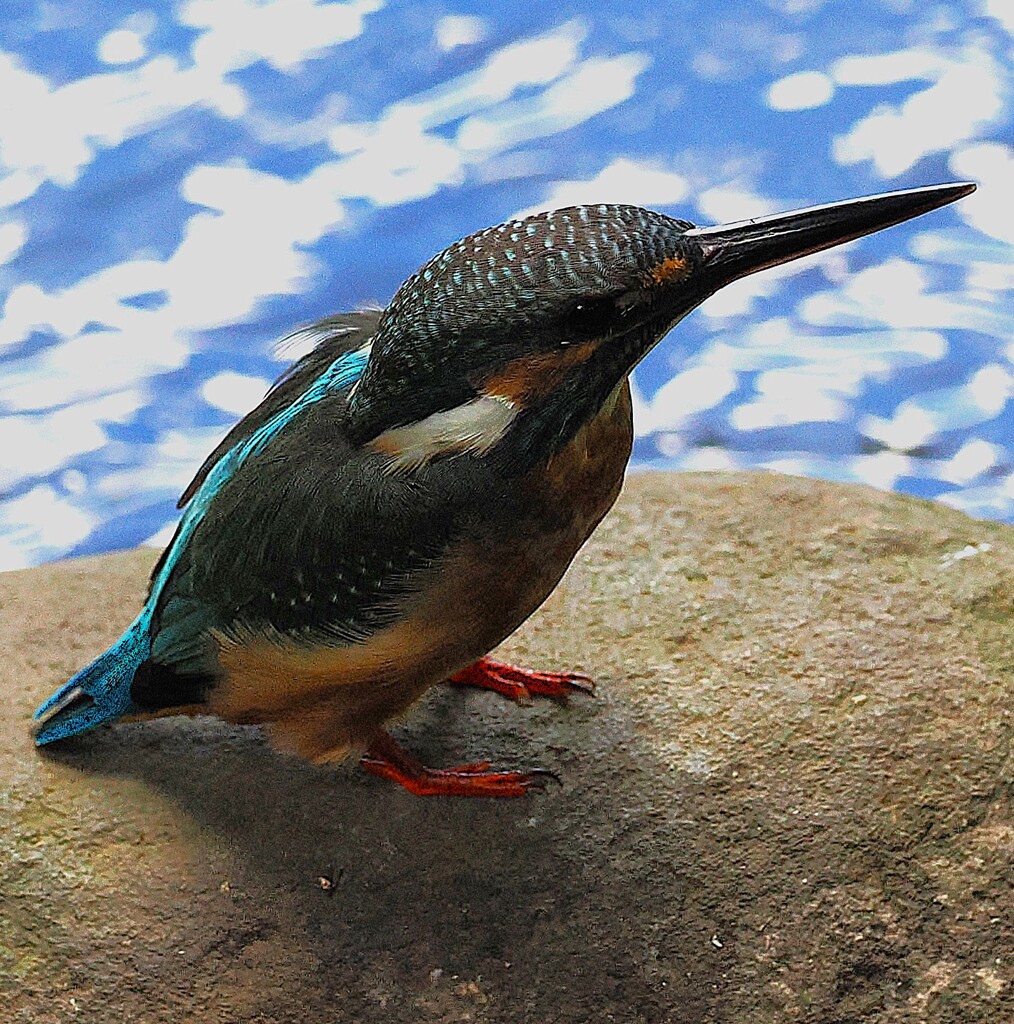 カワチャン