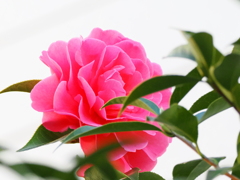 ご近所様の大輪山茶花