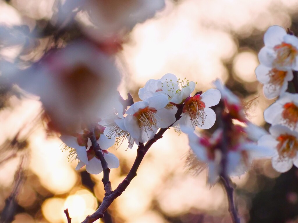 夕景の白梅