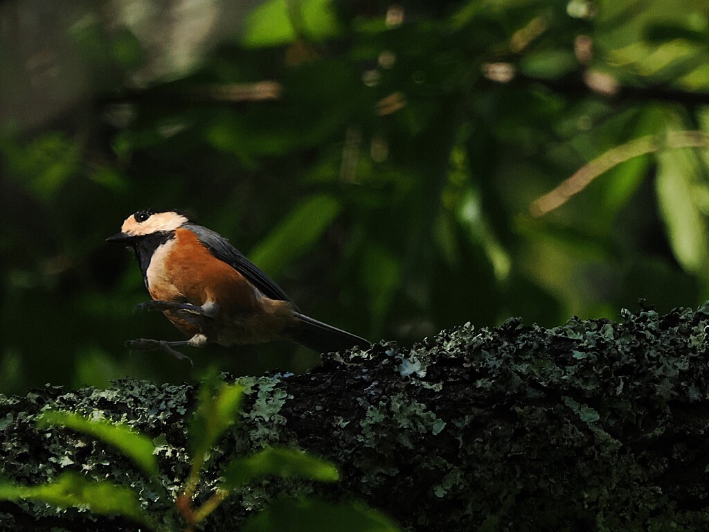 ぴょんぴょん跳ねるヤマガラちゃん　　高遠城址公園にて