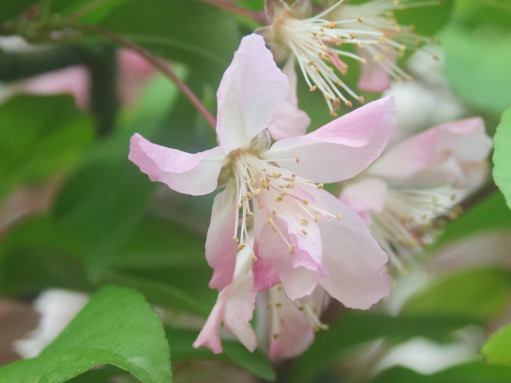 もう時期散りそうなハナカイドウの花びら