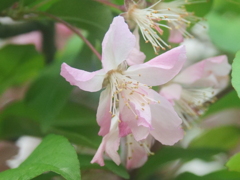 もう時期散りそうなハナカイドウの花びら