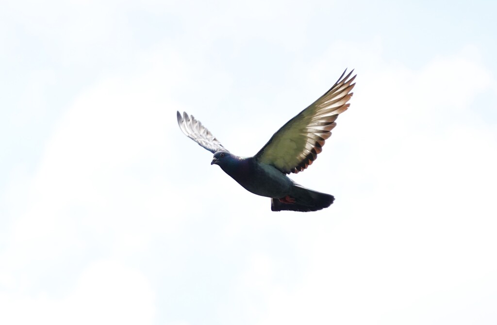 鳩の飛翔Ⅰ