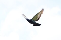 鳩の飛翔Ⅰ