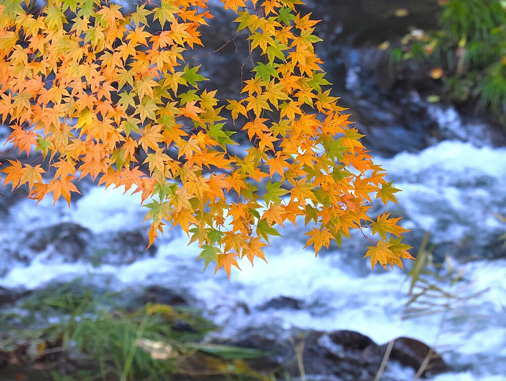 沢ともみじのコラボ　箕輪もみじ湖周辺