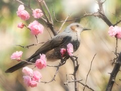 紅梅とヒヨドリ