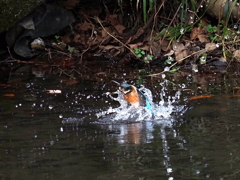 カワちゃん水面飛び出し　その１