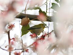 花トンネルの中のサクジロウちゃん