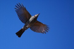 ヒヨドリの飛翔　手持ち撮影です。