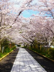 高麗神社の参道Ⅰ