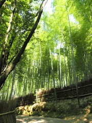 嵐山の竹林　Ⅱ