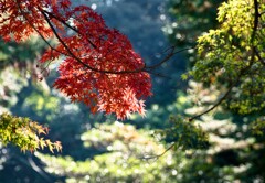円覚寺の紅葉