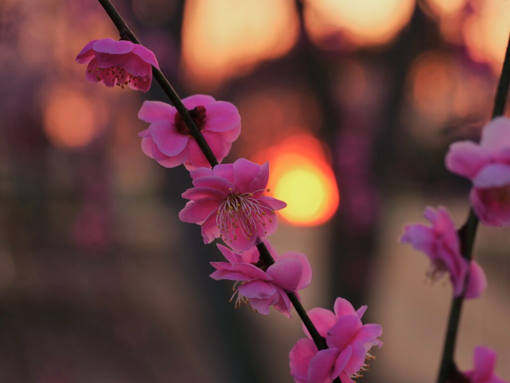 日没前の僅かな時間