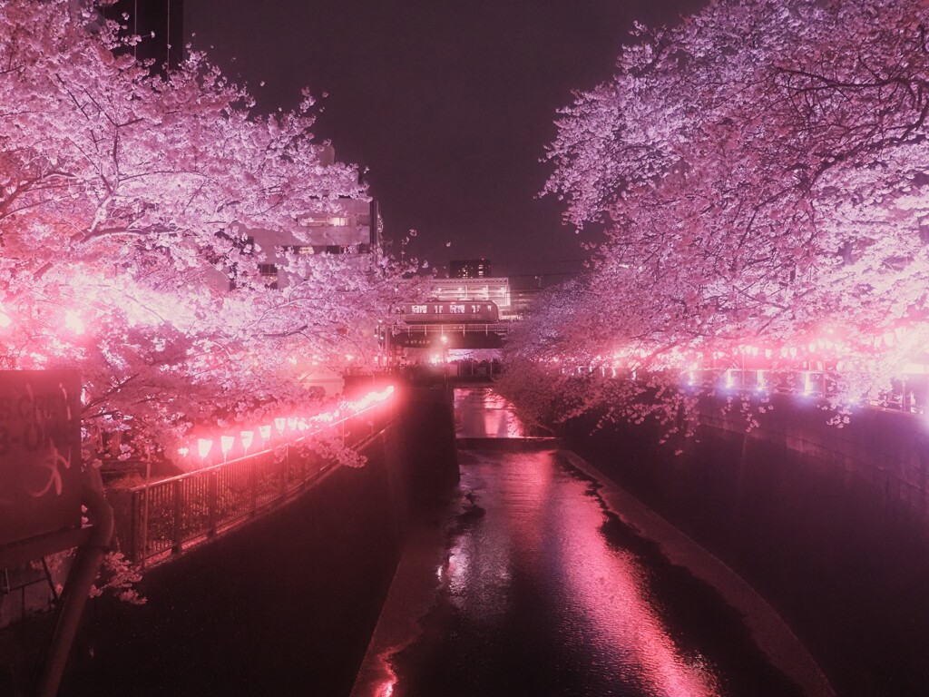 目黒川の夜桜　Ⅱ
