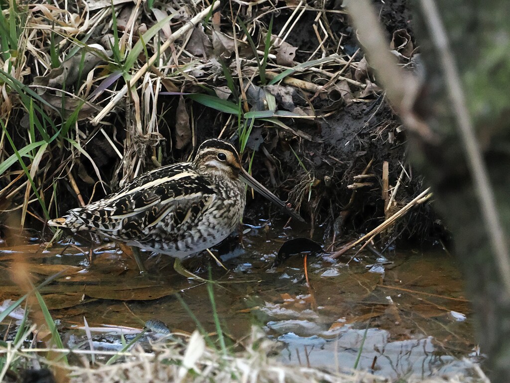 タギシ