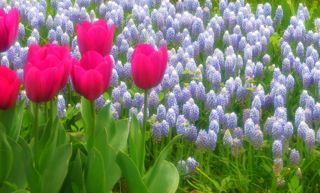 浮き出るチューリップ