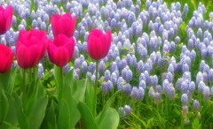 浮き出るチューリップ