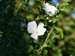 今朝の撮影より　白い木槿の花