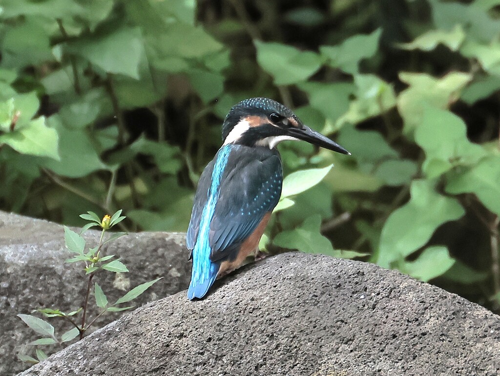 カワセミ君　今回はトリミングのみ