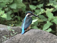 カワセミ君　今回はトリミングのみ