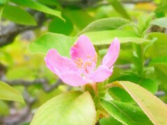 カリンの花