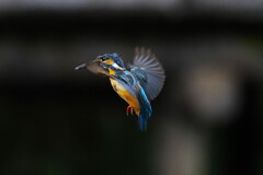 ホバリング　Ⅱ