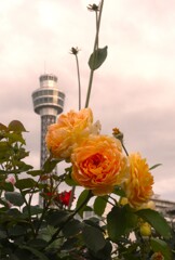 夕景の港薔薇