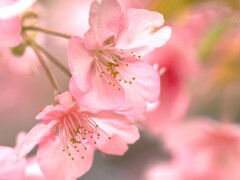 一足早く春のおとづれ　　桜