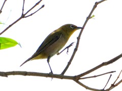 ヨイショ　♪　　メジロちゃんの枝登り①