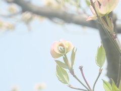 皆に手を振って挨拶しているようなハナミズキ