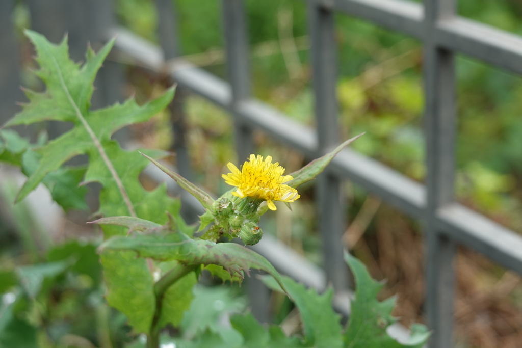 タンポポの花
