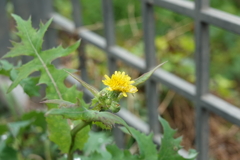 タンポポの花
