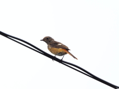 ジョウビタキ幼鳥　くるりんぱ⑧　　伊那市高遠城址公園にて
