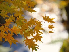 沢の玉ボケが美しい　箕輪もみじ湖周辺
