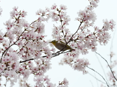 近所の散歩　桜とメジロ　Ⅱ