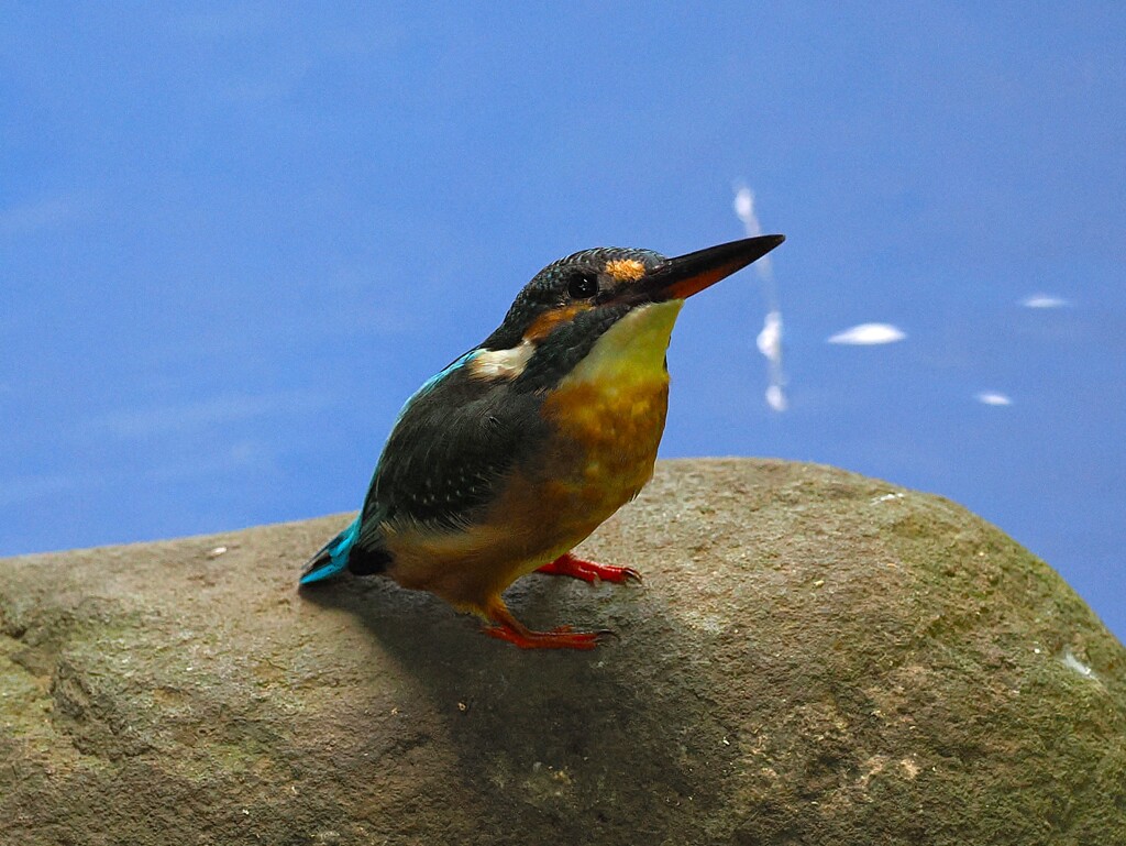 黄昏カワチャン