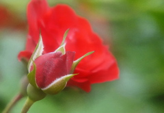 玉川高島屋の赤い薔薇