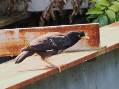 初めて会ったハッカチョウ
